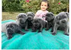 cane corso puppies available