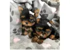 AKC Gorgeous Teacup Yorkie Puppies!