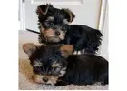 AKC Gorgeous Teacup Yorkie Puppies!