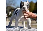 American Pocket bully for Sale at American Bully Farm