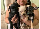 Charming Chihuahua Puppy for Sale: Take Home Your New Friend							