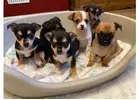 Discover Chihuahuas for Sale Near Me: Local Breeders Available!							