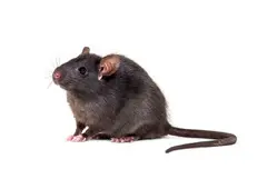 Rats Removal Melbourne