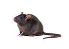 Rats Removal Melbourne