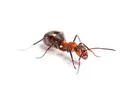 Ant Pest Control Melbourne