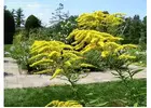 Plant Vibrant Meadows: Canada Goldenrod Seeds - Heirloom Solidago