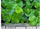 Gotu Kola Seeds: Planting, Growing, and Benefits Guide Gotu Kola Seeds for planting Indian pennywort