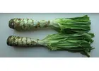 Grow Unique Greens: Celtuce Seeds - Chinese Stem Lettuce for Flavorful and Nutritious Gardens