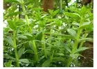 Grow Flavorful Herbs: 150 Limnophila Aromatica Seeds - Perfect for Planting Rice Paddy Herb, Rau NGO