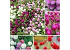 Brighten Your Garden: Globe Amaranth Seeds - Gomphrena Globosa, Perfect for Vibrant Flower Beds