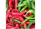 Grow Spicy Delights: Cowhorn Pepper Seeds for Flavorful and Prolific Harvests Cowhorn pepper seeds f