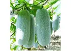 Winter Melon Seeds for Planting: Growing Tips, Benefits, and Harvesting Guide Winter Melon Seeds for